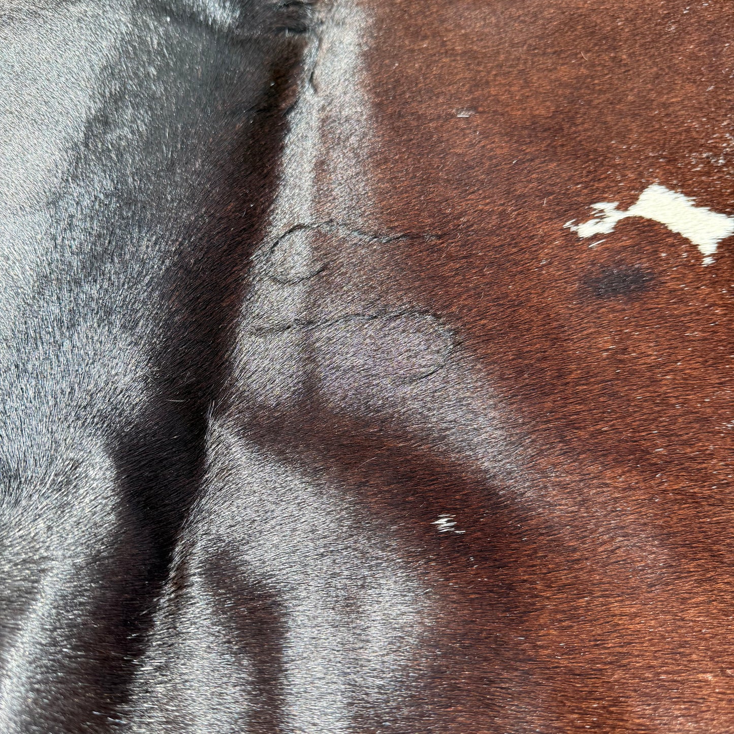 Regular Premium Cowhide Floor Rug 19