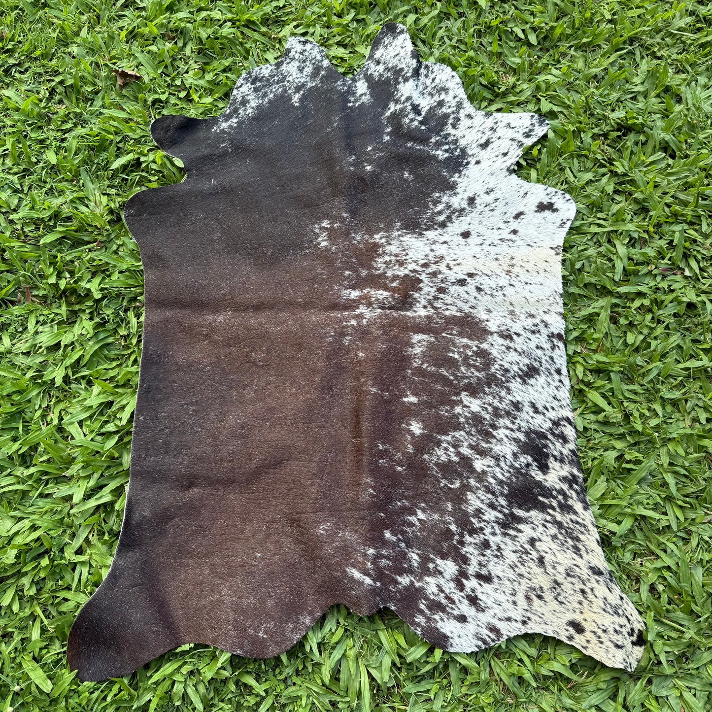Mini Cowhide 4