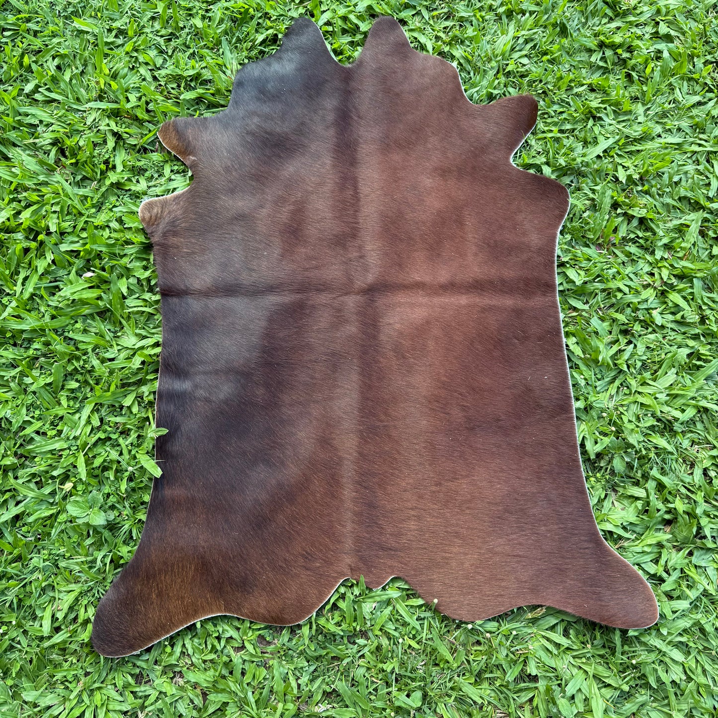 Mini Cowhide 6