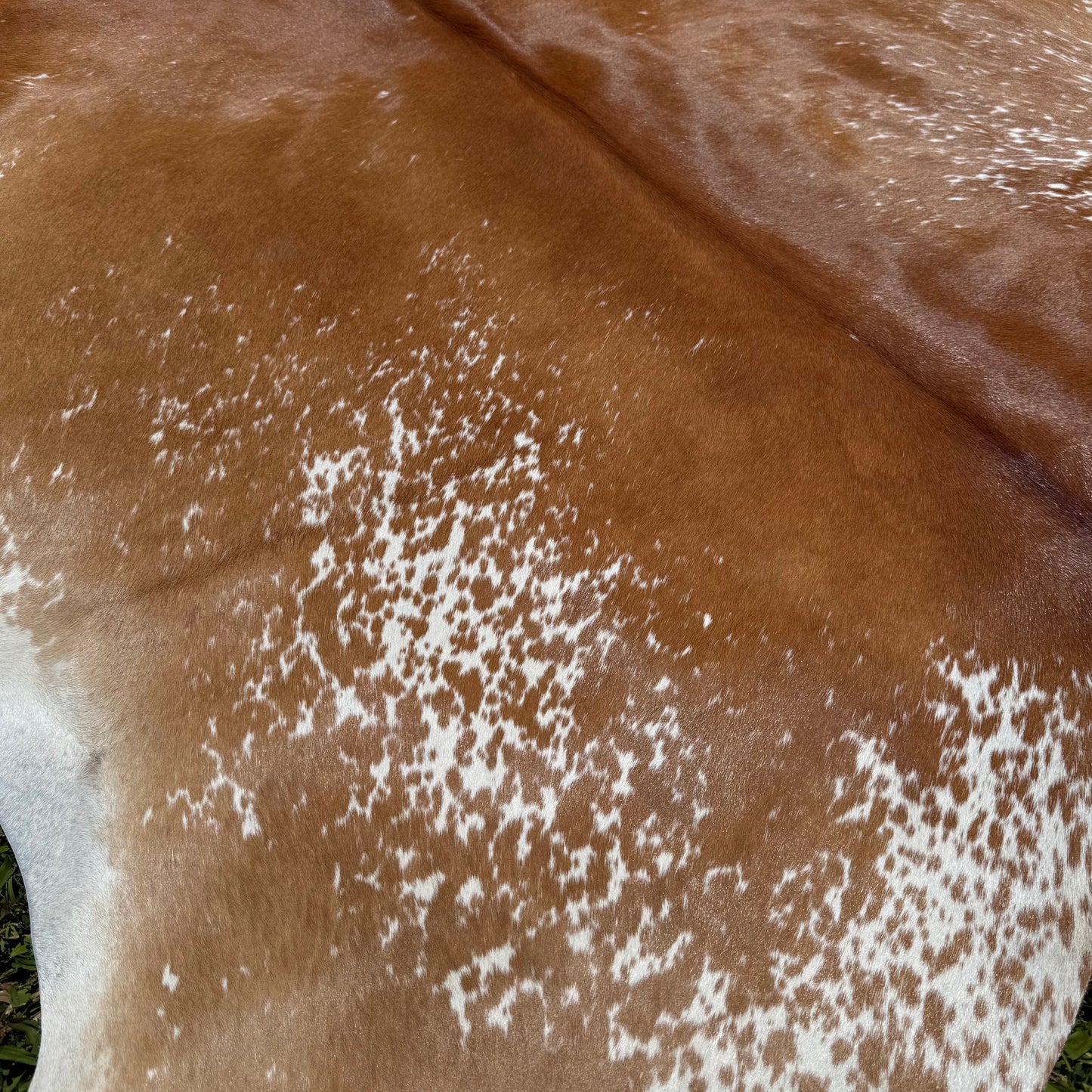 Premium Cowhide Rug 0008